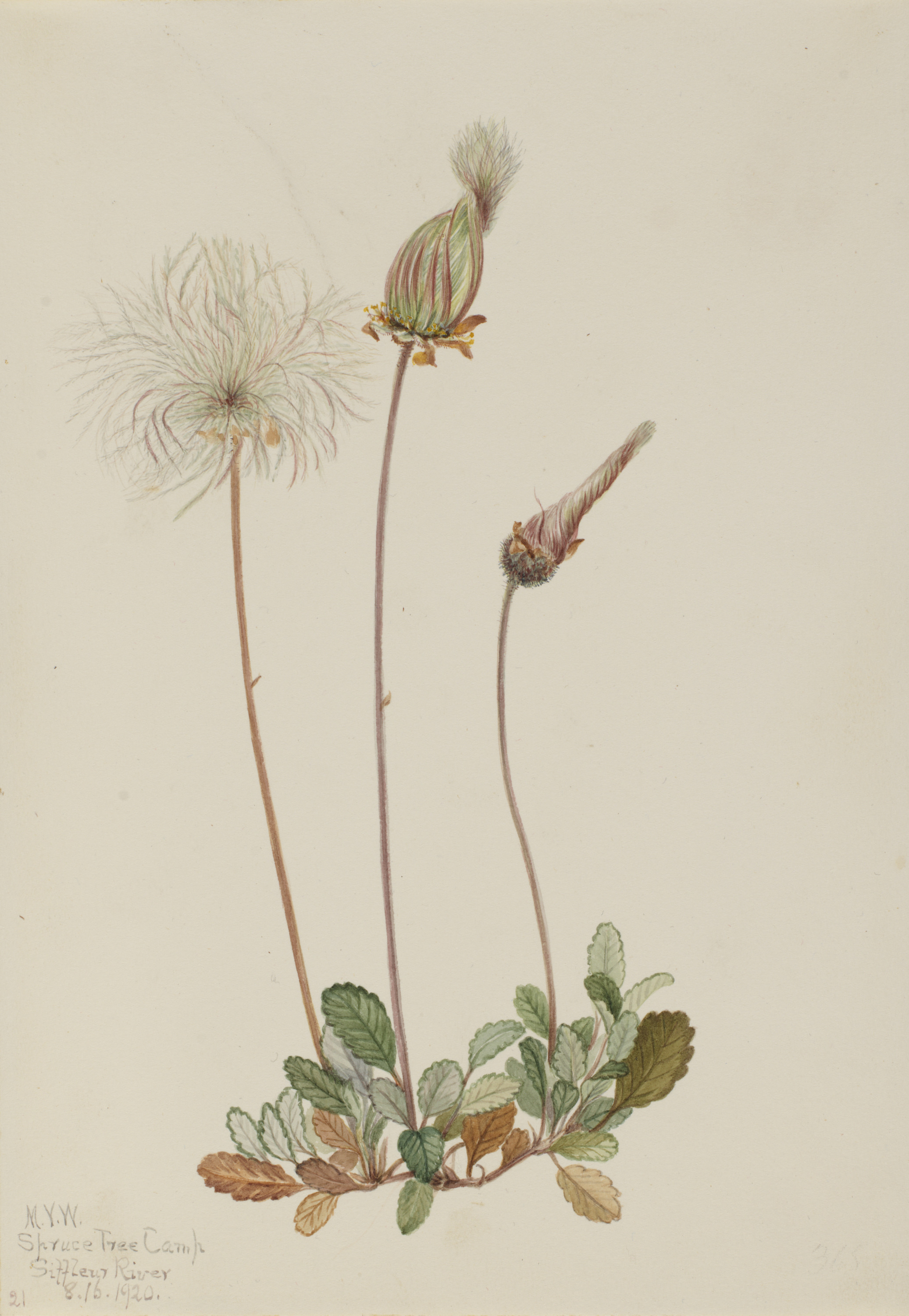 Mary Vaux Walcott, Yellow Dryad (fruit) (Dryas drummondii)