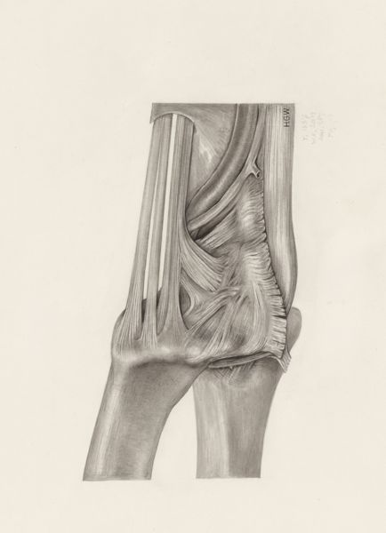 H.G Wetselaar, Muscular tissue of the upper extremities