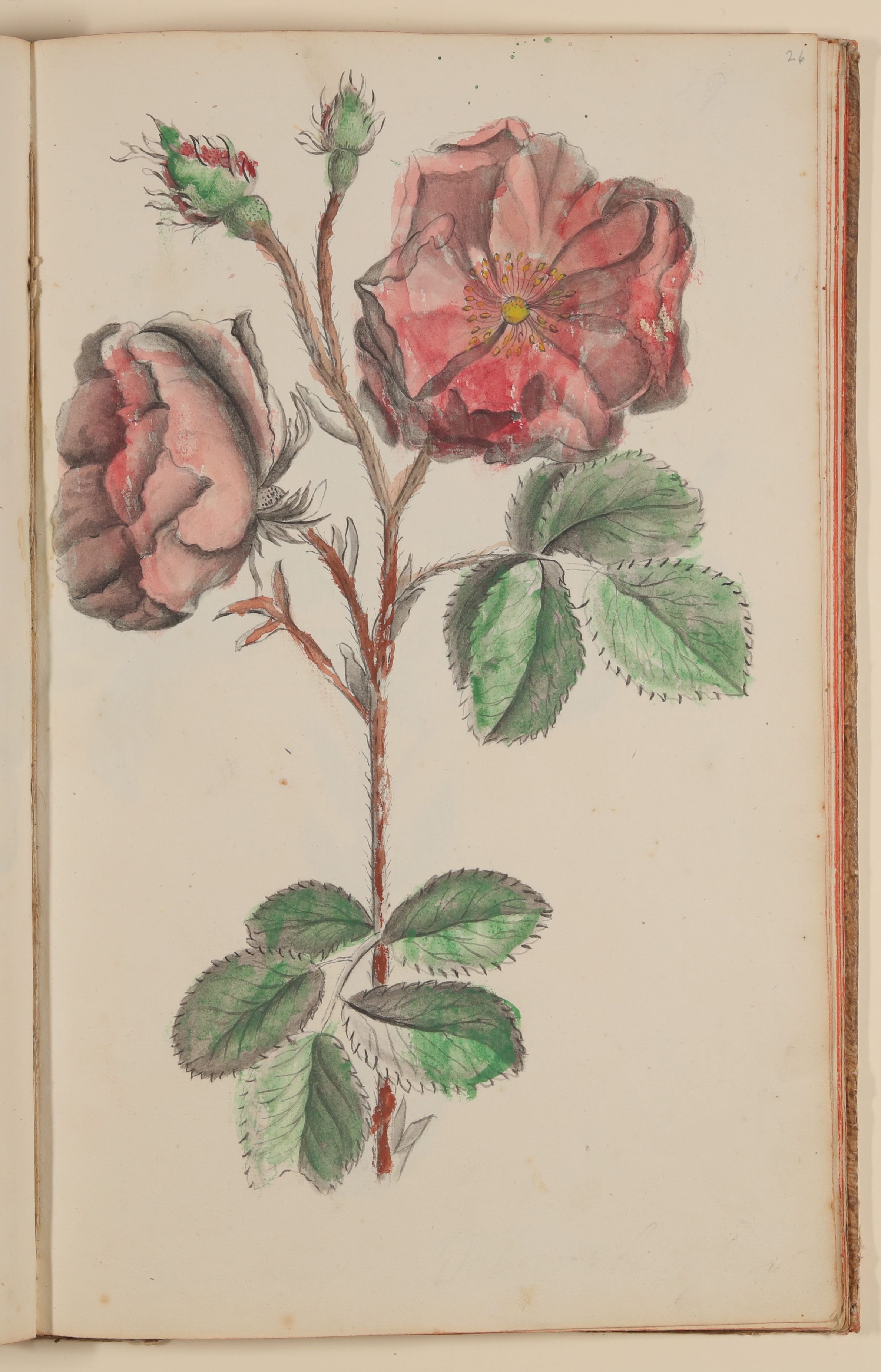 Marianne Franziska Seiffert von Klettenberg, Rose [aus einem Skizzenbuch der Marianne Franziska Seiffert von Klettenberg]