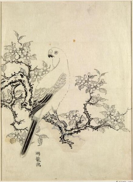 Isoda Koryusai, Parakeet on the Branch of a Cherry Tree