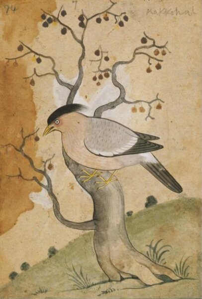 Unknown, Depictions of a Grey-backed shrike of Northern India