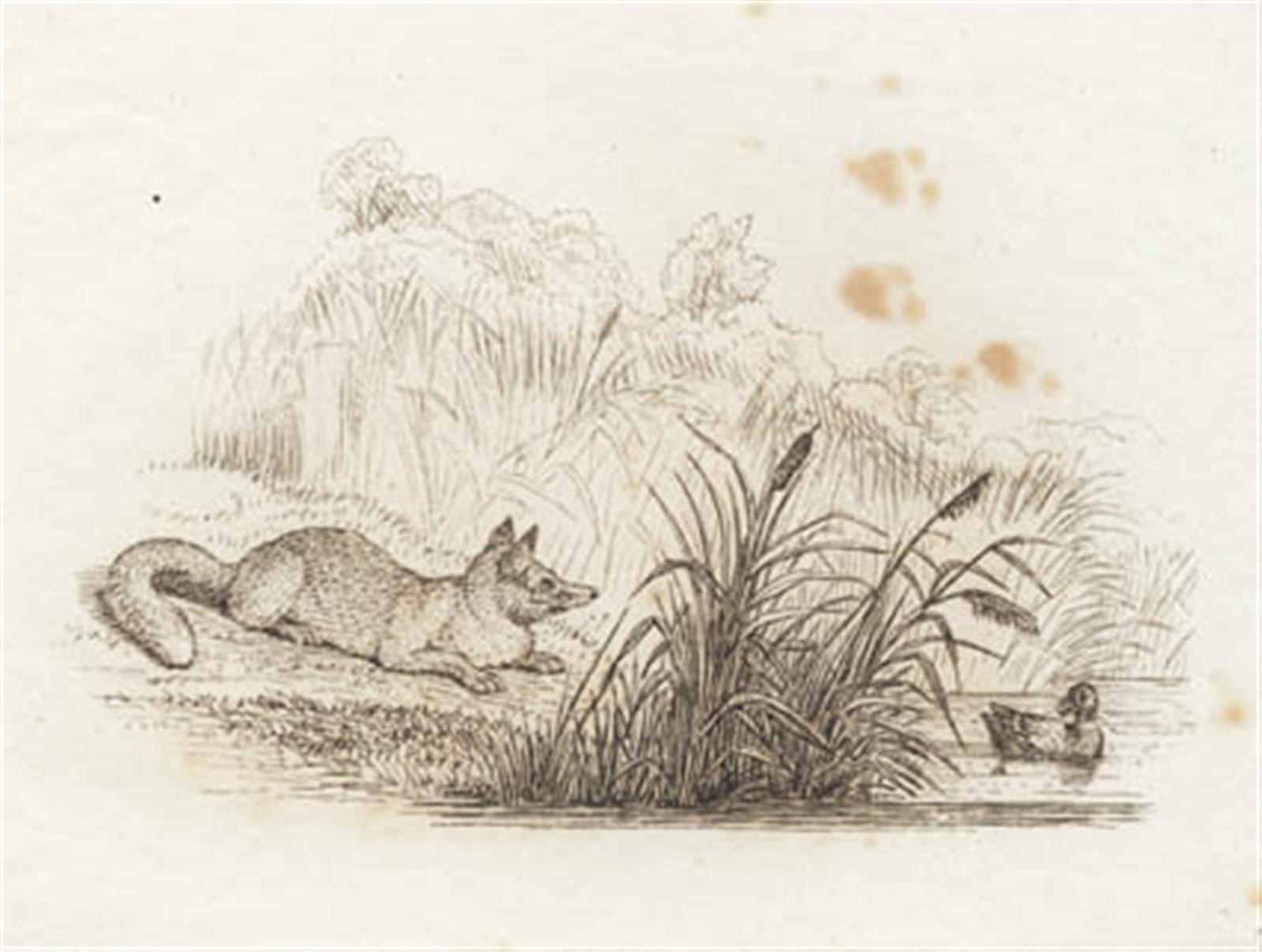 Martinus Rørbye, Illustration til "Halvhundrede Fabler for Børn" af Hey