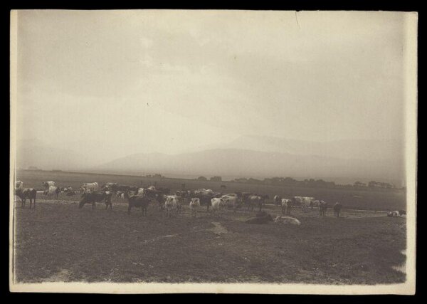 Gale, Lt. Col. Joseph, Cows in a field