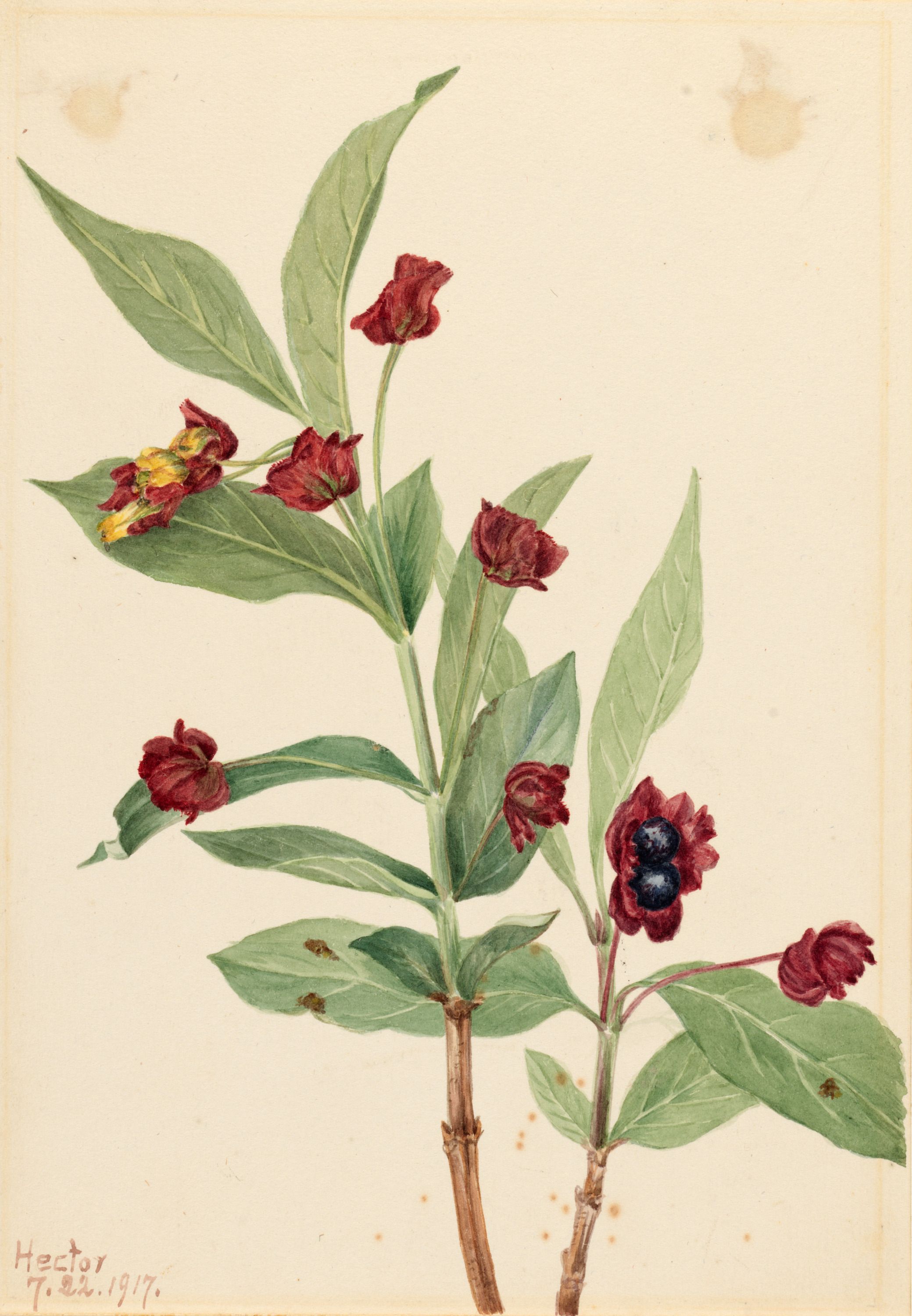 Mary Vaux Walcott, Bearberry Honeysuckle (Lonicera involucrata)