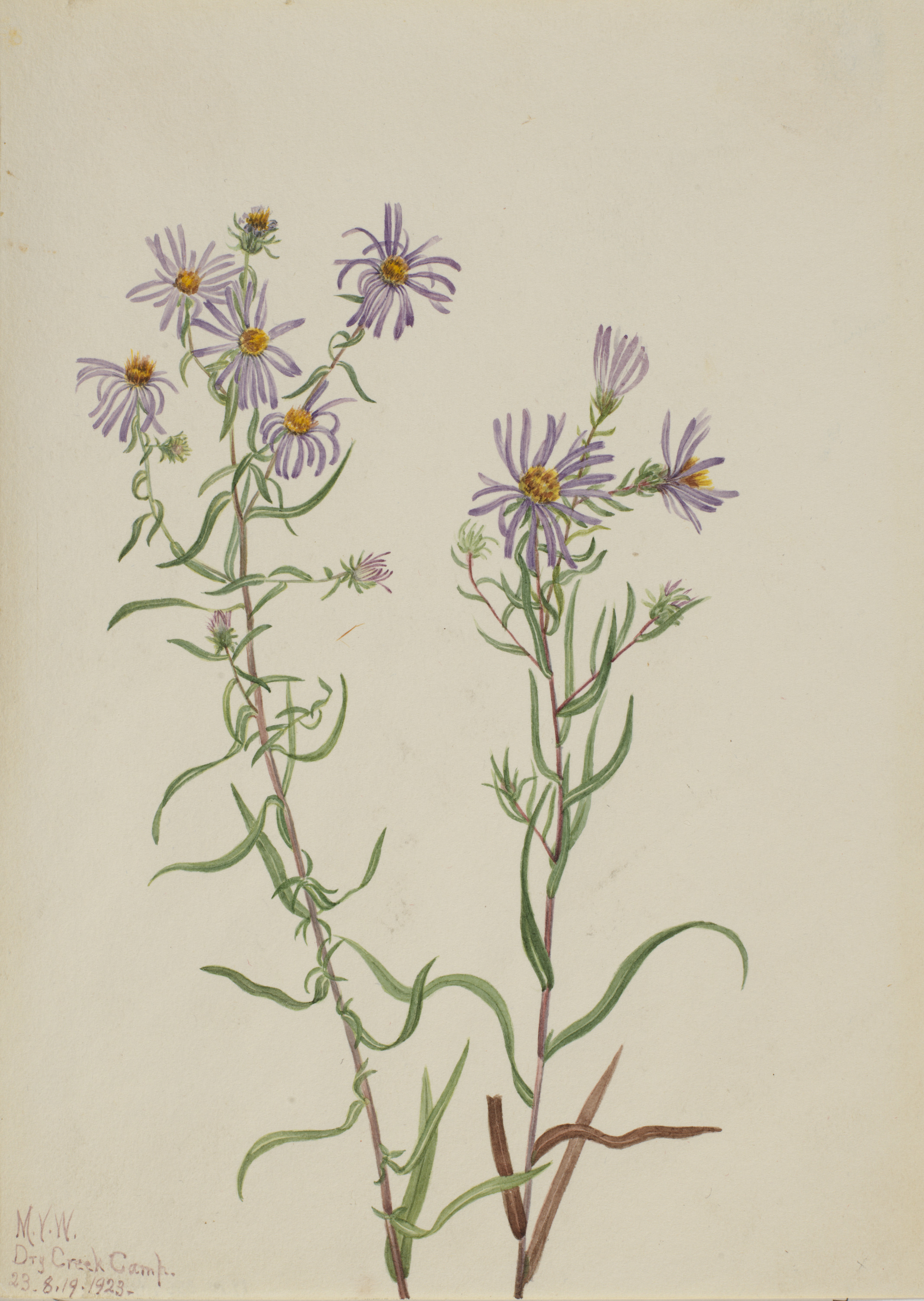 Mary Vaux Walcott, Prairie Aster (Aster campestris)