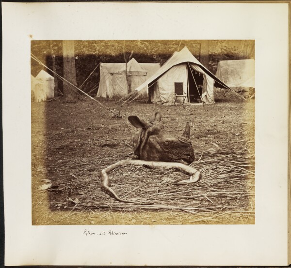 Unknown, Python and Rhinoceros