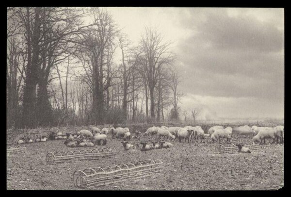 Gale, Lt. Col. Joseph, Flock of sheep in a paddock