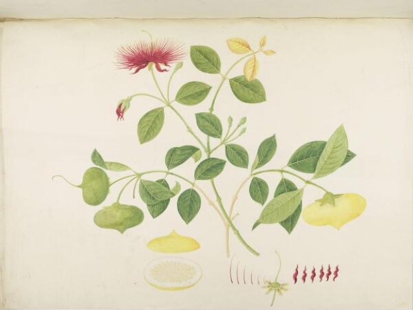 unknown, Flowers and Fruits