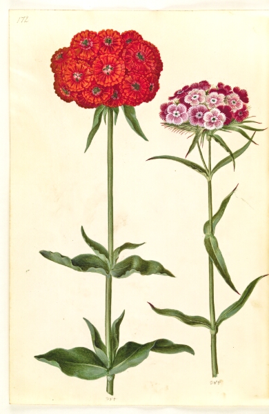 Hans Simon Holtzbecker, Silene chalcedonica (brændende kærlighed); Dianthus barbatus (studenter-nellike)