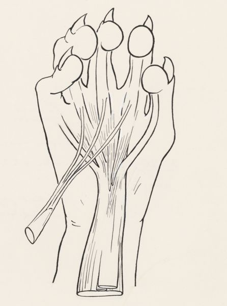 J Wetselaar-Whittaker, Musculoskeletal system of the upper extremity