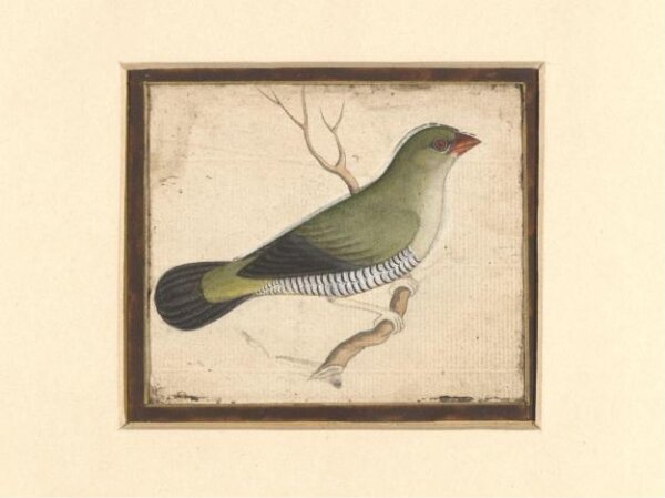 Unknown, Two paintings of birds on a single sheet