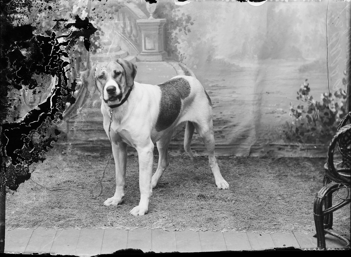Skötsner-Edhlund, Ateljé Portrait - Dog, Östhammar, Uppland