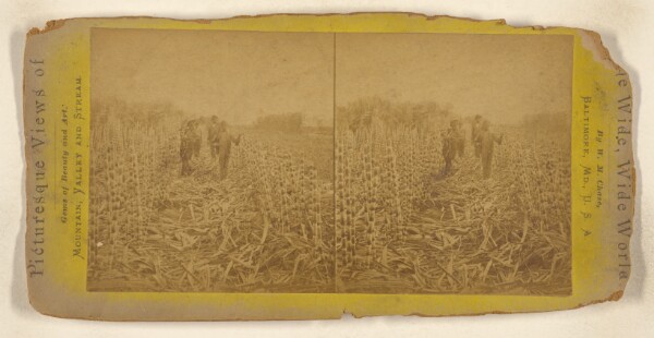 William M. Chase, [Group of black boys walking through a sugar cane field]
