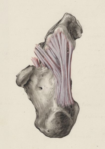 J Tinkelenberg, Musculoskeletal system of the foot