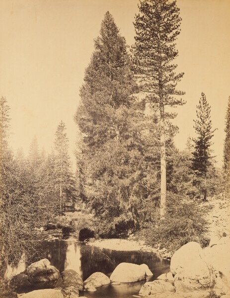 Carleton Watkins, [Douglas Fir at Clarks] / [The Douglas Fir]