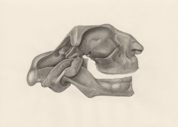 H.G Wetselaar, Deformed jawbone