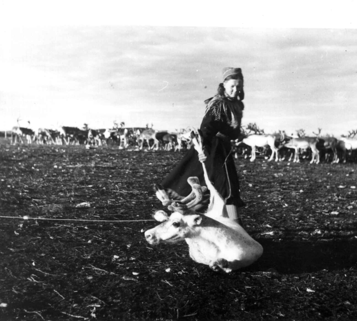 Virginia Raymond Davidson, Reindriftskurs. Jente lærer å binde rein. Ytre Billefjord 1959.