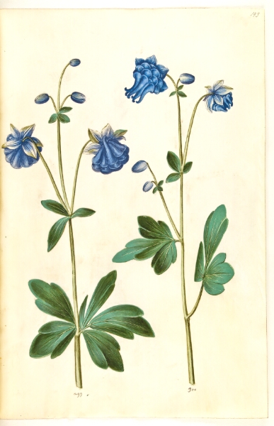 Hans Simon Holtzbecker, Aquilegia vulgaris (almindelig akeleje)