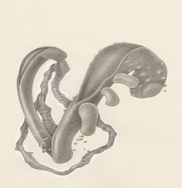 H.G Wetselaar, Embryonic tissue