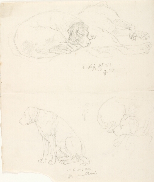 Lorenz Frølich, Studier af hunde