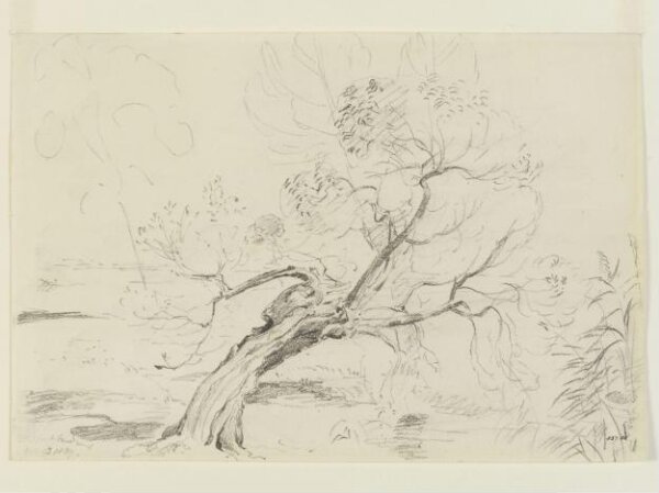 Constable, John (RA), A willow tree in Flatford Meadows