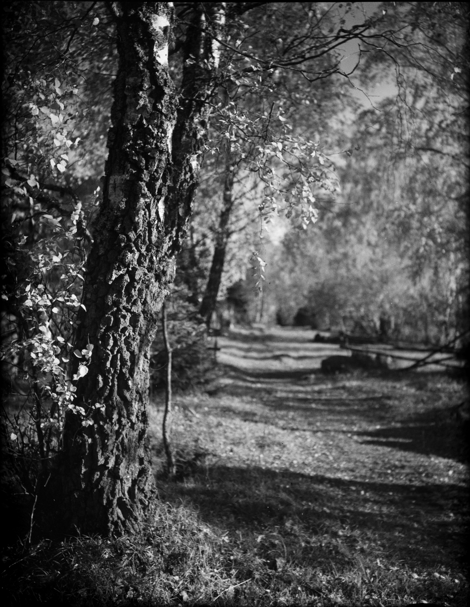 Skötsner-Edhlund, Birches by Östhammar, Uppland