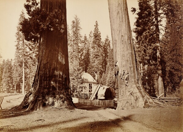 Carleton Watkins, The Pavilion Stump seen through the Sentinels, Calaveras Grove