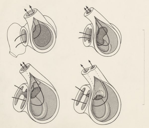 J Tinkelenberg, Schematical representation of the heart