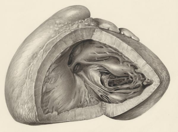 H.G Wetselaar, Heart