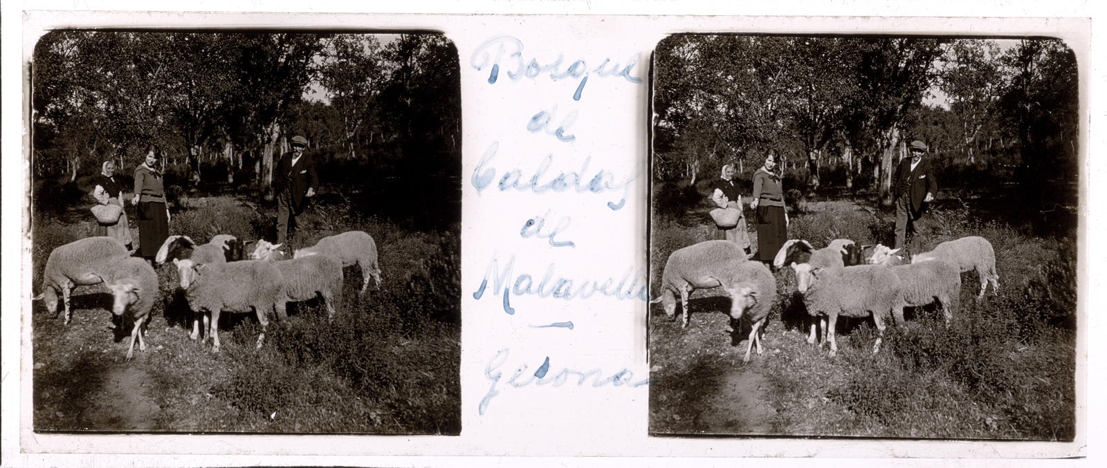 Desconegut, [Caldes de Malavella Forest]