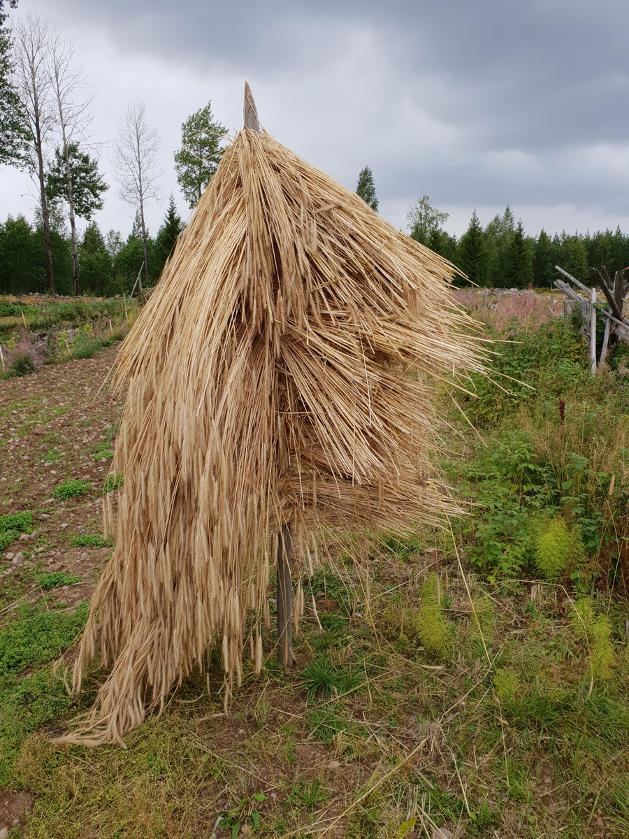 Jennie Tiderman-Österberg, Höhässja, Kättboåsen, Venjan, Mora, 2018.