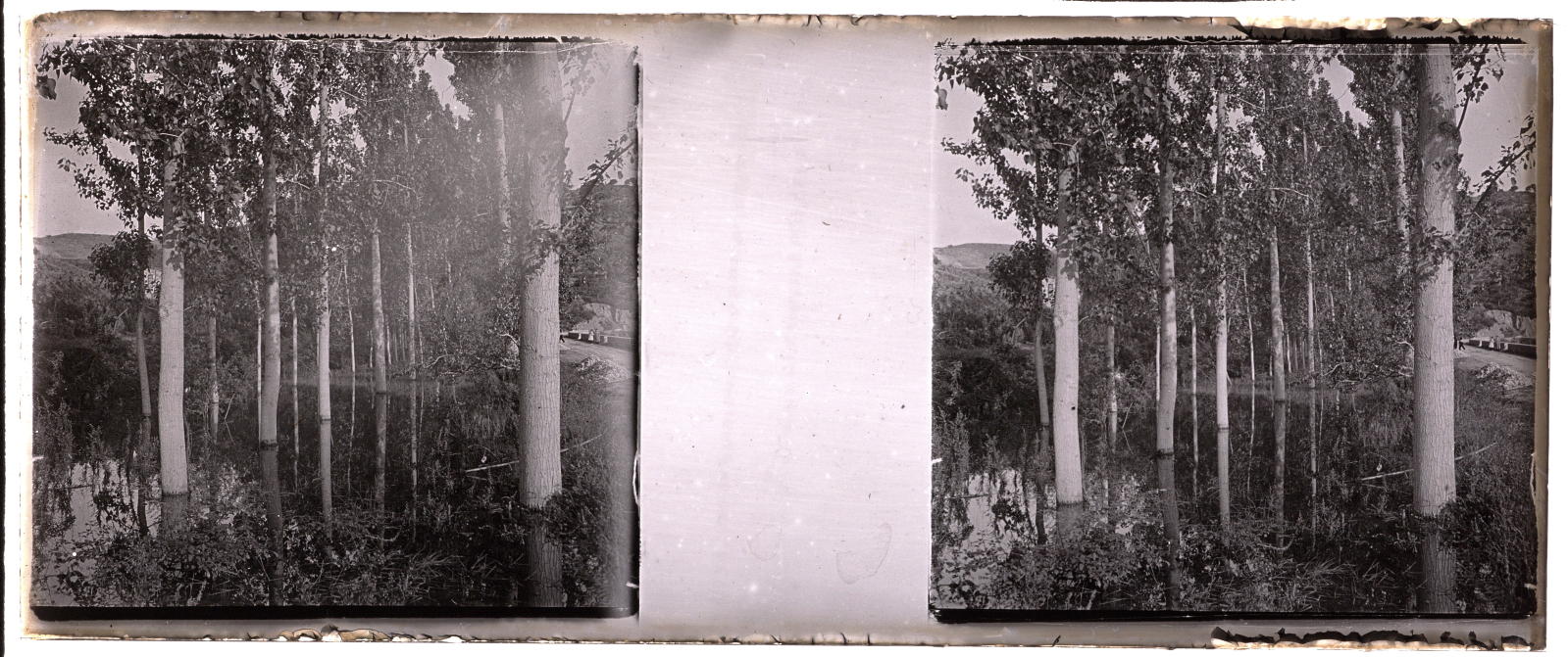 Desconegut, [Arbres entollats]