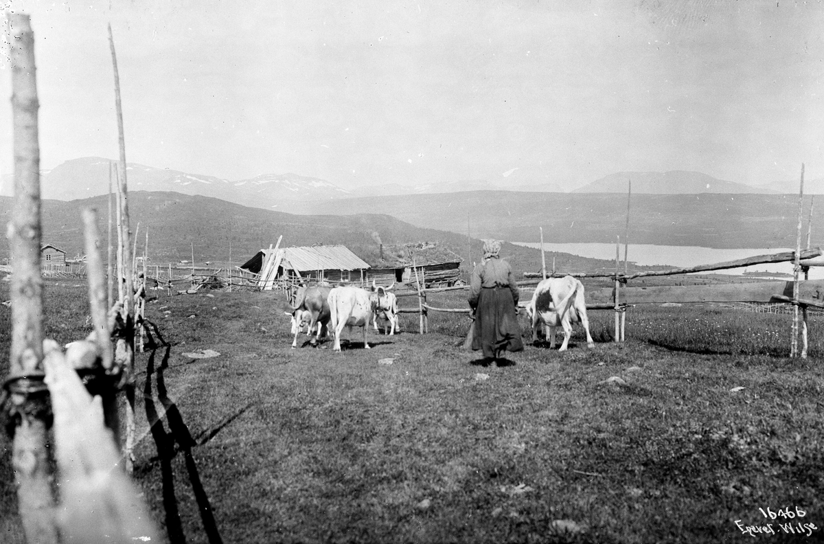 Anders Beer Wilse, Prot: Auenlisæter