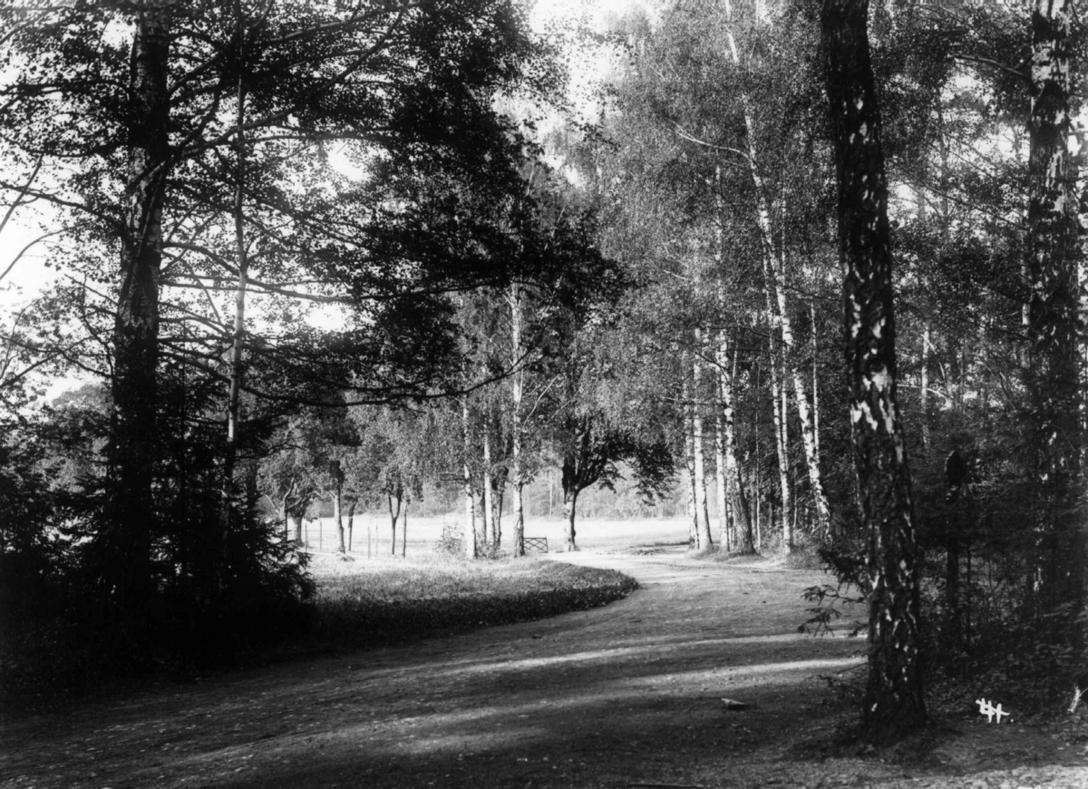 Hermann Christian Neupert, Bygdøy, Oslo. Ant. 1908-10. Skogsparti med vei.