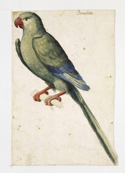 Unknown, Drawing