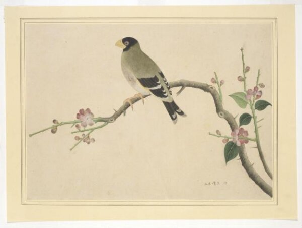 Unknown, Hawfinch