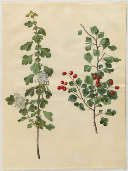 Hans Simon Holtzbecker, Crataegus laevigata (almindelig hvidtjørn)