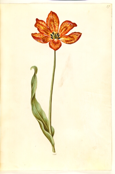 Hans Simon Holtzbecker, Tulipa gesneriana (have-tulipan)
