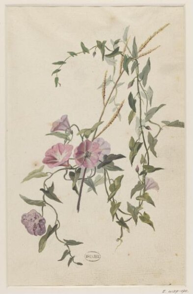 unknown, Drawing