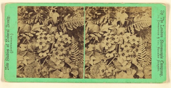 London Stereoscopic and Photographic Company, [Plants and flowers in a natural setting]