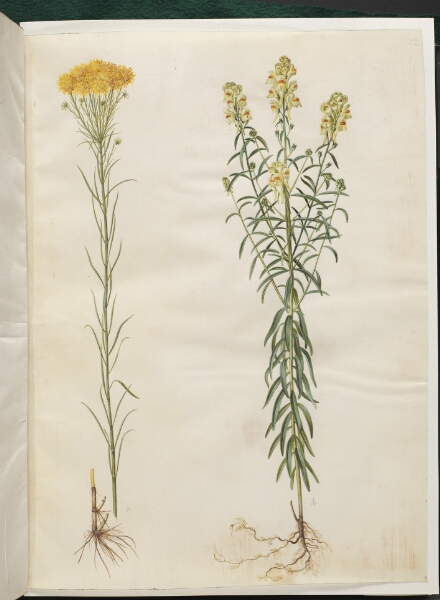 Hans Simon Holtzbecker, Aster linosyris (guldhår-asters); Linaria vulgaris (almindelig torskemund)