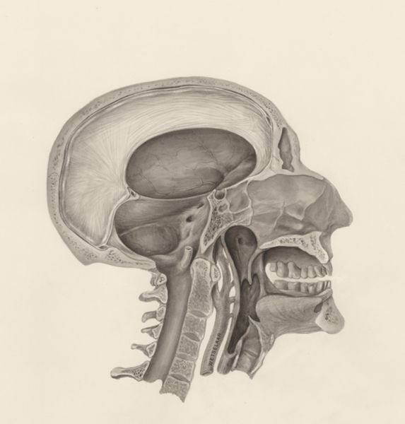 H.G Wetselaar, Cross section of the human head