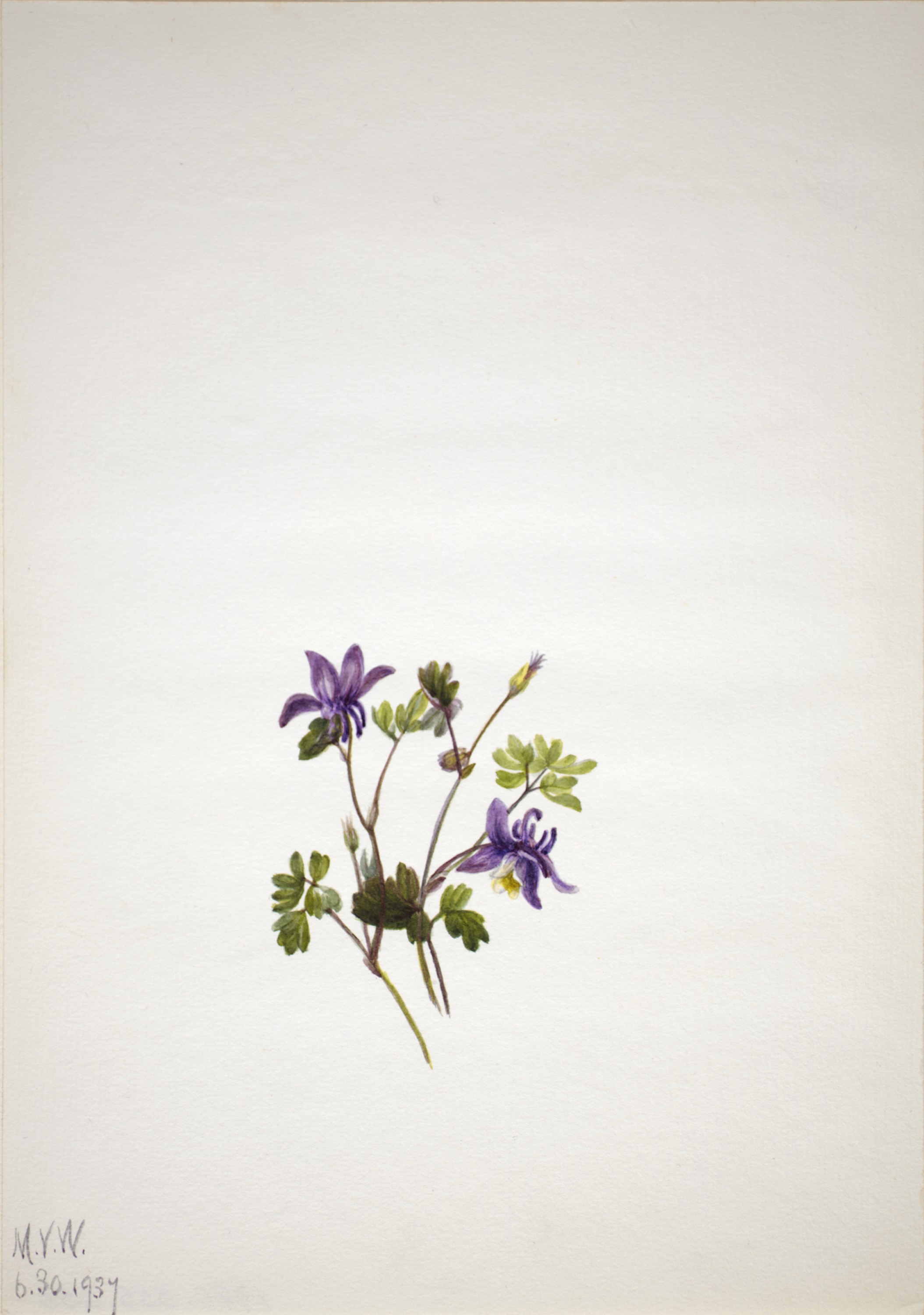 Mary Vaux Walcott, Blue Columbine (Aquilegia saximontana)