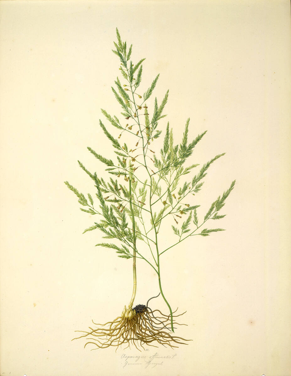 AugustRokert, Asparagus officinalis L - Gemeiner Spargel