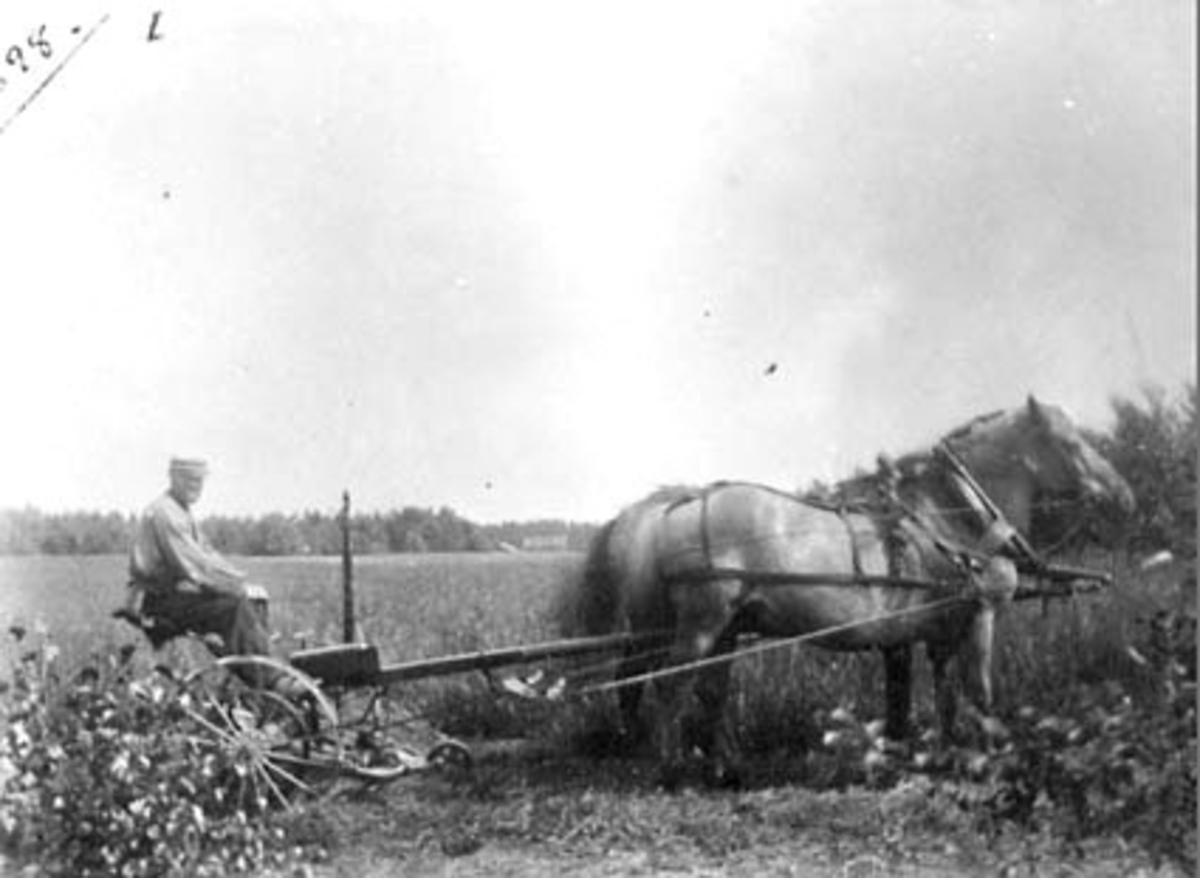 Anno Domkirkeodden, SLÅTTONN, HØYONN, HELMER EVENSEN PÅ SLÅMASKIN, 2 HESTER DRAR, BERG, ROMEDAL