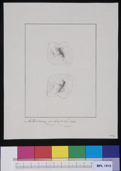 M Houtman, Unidentified subject