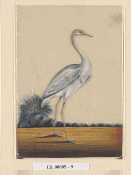 Unknown, A sarus crane