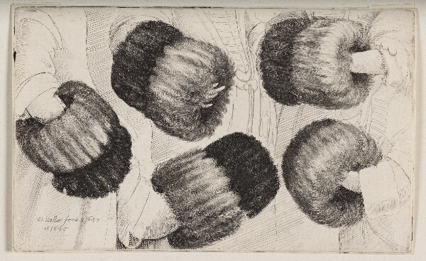 Wenceslaus Hollar, En muffe set på fem forskellige måder