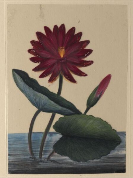 Unknown, One of eighteen drawings of flowers.