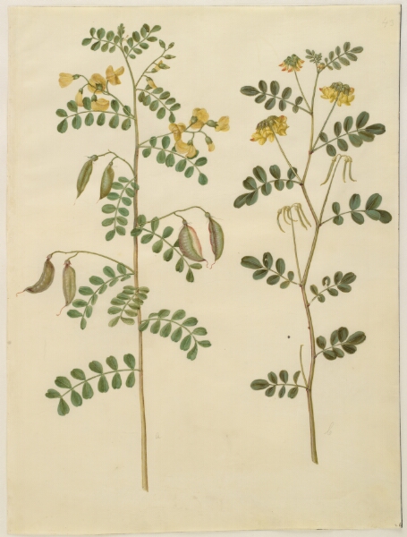 Hans Simon Holtzbecker, Colutea arborescens (almindelig blærebælg); Hippocrepis emerus (busk-hestesko)